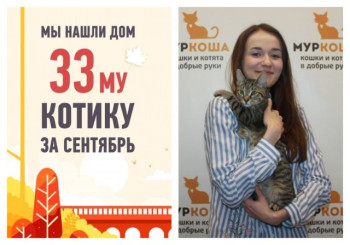 Пятимесячный котенок Шнурок стал счастливым домашним любимцем!