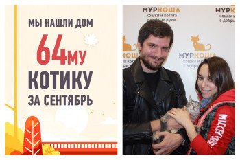Котик Финик стал домашним любимцем!