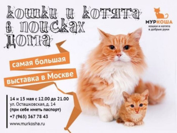 Итоги выставки приюта «Кошки и котята в поисках дома»