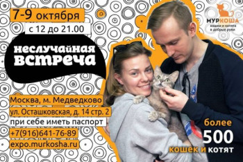 Итоги выставки «Неслучайная встреча» в «Муркоше»