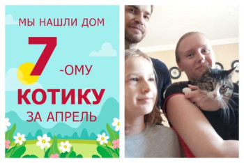 Котик Джокер стал домашним и любимым!
