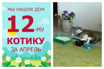 Уютный дом и хозяева появились у кота Сержика!