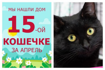 У кошечки Джорджии появилась семья и уютный дом!