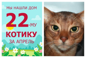 Роскошный котик Люциан получил второй шанс на дом и семью!