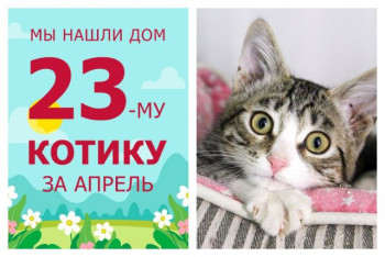 Котёнок Сочник нашёл свой дом всего за десять дней!