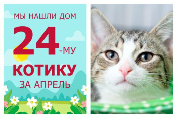 Провожаем в домашнюю жизнь котенка Прокопа!