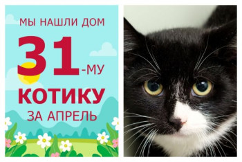 Уезжает в новый дом девятимесячный котик Винсент!