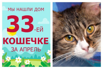 Кошечка Кузнечик, наш главный комментатор прямых эфиров, уехала домой!
