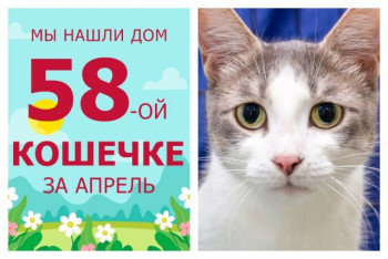 У двухлетней кошечки Гравицапы появилась любящая семья!