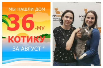 Котик Астин стал домашним любимцем!