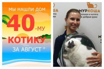 Котик Артур, наш прекрасный рыцарь, теперь домашний!