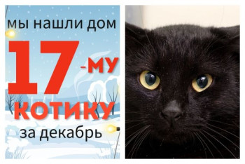 Котик Стивен уезжает в новый дом!