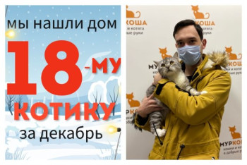 Котик Бульдог начинает новую жизнь!