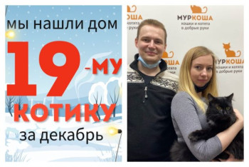 Котик Васяштерн, брошенный на дачах, встретил ответственных хозяев!