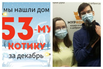 Котик Вертихвост стал домашним и счастливым!