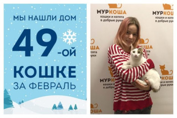Уличная кошечка Илона стала домашней!