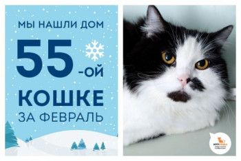 Кошка Аурелия уезжает в счастливую домашнюю жизнь!