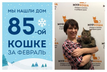 У двухлетней кошечки Мольки появилась любящая хозяйка!