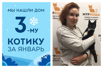 Всего за 2 недели уличный котенок Кешенька стал домашним!