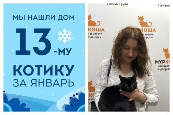 Котенок Корби стал домашним любимцем!