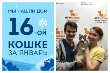 Провожаем в домашнюю жизнь кошечку Айрис!