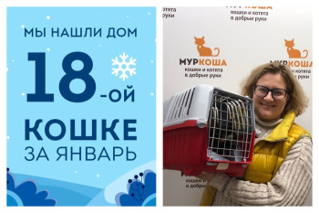 Вторая попытка на счастье семилетней кошки Ягоды!