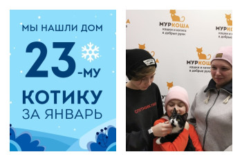 Котенок Бандит стал домашним всего за две недели!