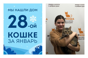 Кошачий детектив, или как кошка Брук стала домашней!