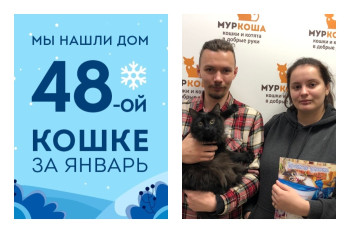Любящая семья и уютный дом появились и у кошечки Твиши!