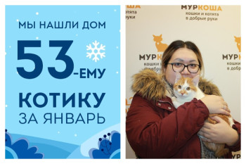 Котик Махаон рад познакомить вас со своей новой хозяйкой!