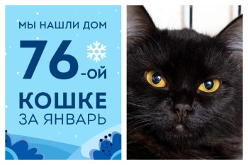 У кошечки Нилы появились семья и уютный дом!