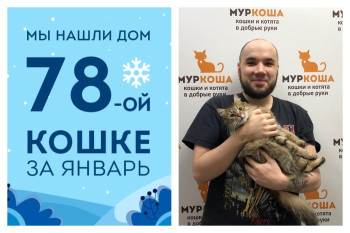 Уличная кошка Бельчонок стала домашней всего за три недели!