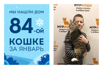 Кошка Хурма начинает жизнь с чистого листа!