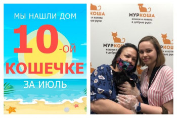 Кошечка Аверса теперь домашняя и любимая!