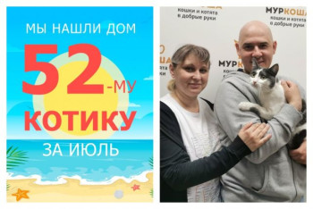 Двухлетний котик Аврелий отправился в новую жизнь!