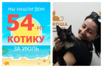 Двухлетний котик Бакси нашёл дом за один месяц!