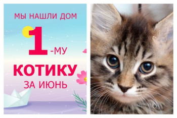 Котенок Наруто нашел дом за две недели!
