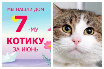 Седьмым счастливчиком июня стал котик Антоха!