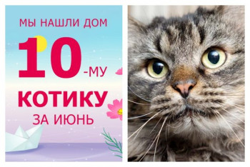 Шестилетний котик Шнапс стал домашним и любимым!
