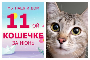 У кошечки Людовики появились дом и семья!