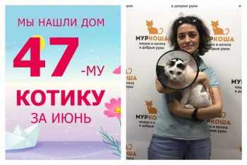 Провожаем домой котика Ушкина!