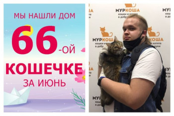 Милая кошечка Акира теперь домашняя и любимая!