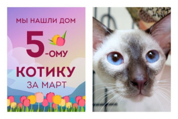 Юный котик Локки начинает новую жизнь!