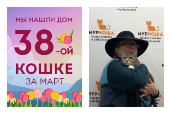 Прекрасная кошечка Графиня уезжает в свои новые владения!