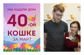 Кошечка Красивая покорила сердца ответственных хозяев!