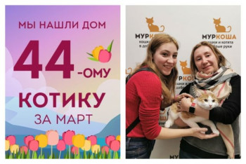 Спустя две недели котик Ананас уезжает в счастливую домашнюю жизнь!