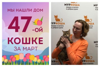 Мы смогли найти дом для кошечки Беты за две недели!