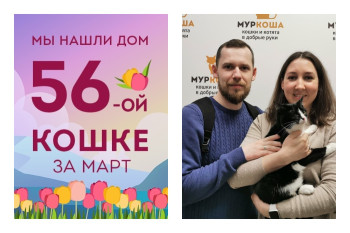 У кошечки Марципан появилась любящая семья!
