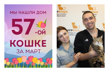 Кошечка Венка стала домашней любимицей!