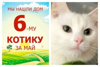 Уезжает домой милый котик Инди!